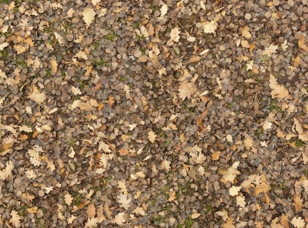 leaves on the ground texture